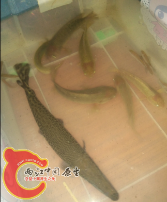 攀鲈也长大了一点