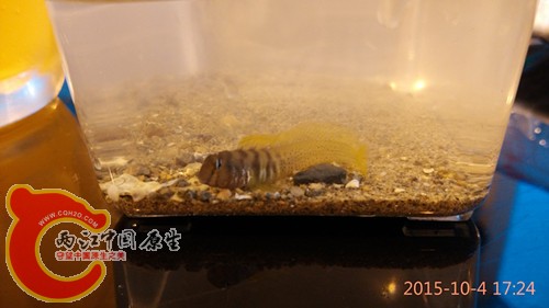 IMG_20151004_172433_副本.jpg