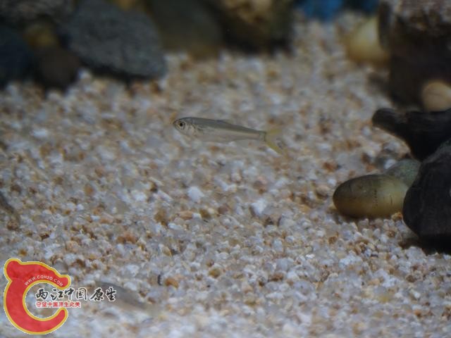 DSC01606调整后DSC01606.JPG