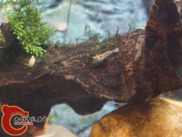 河边捡的沉木