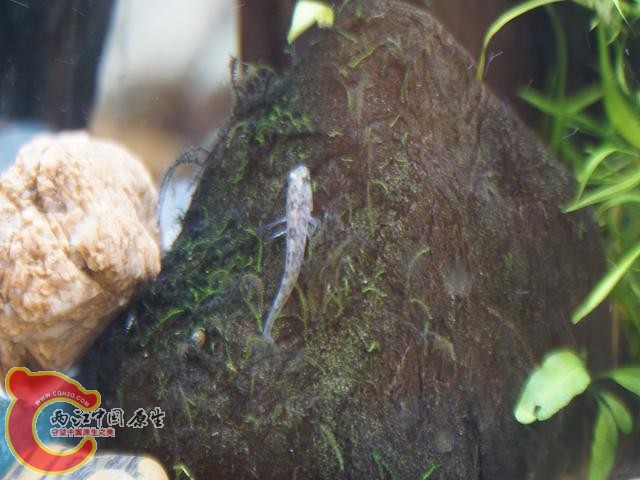 DSC01621调整后DSC01621.JPG