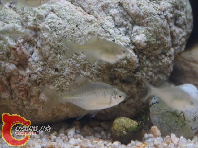 DSC01624调整后DSC01624.JPG