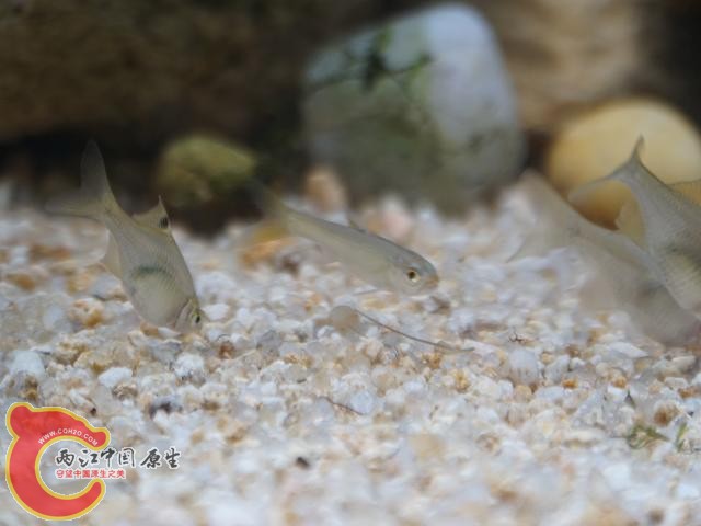 DSC01632调整后DSC01632.JPG