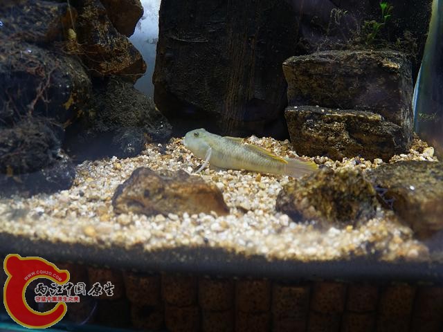 DSC01401调整后DSC01401.JPG