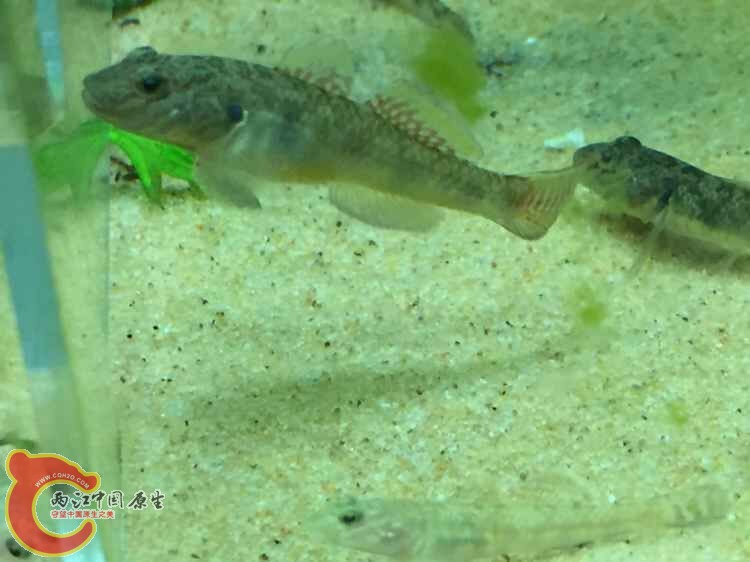 发色的子陵-缸霸