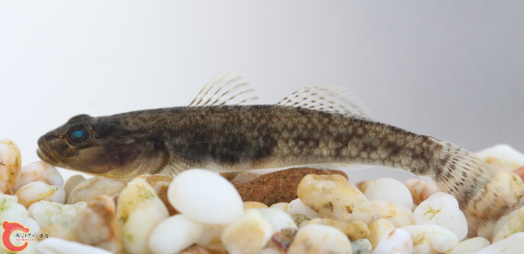 大概是乌岩岭吧