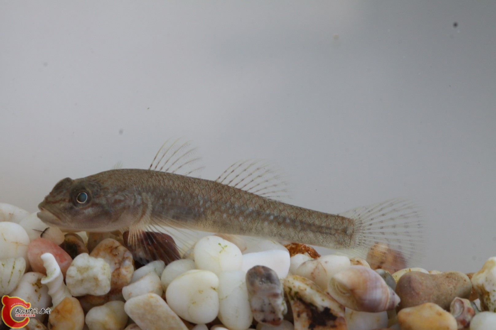 怎么有点像子陵