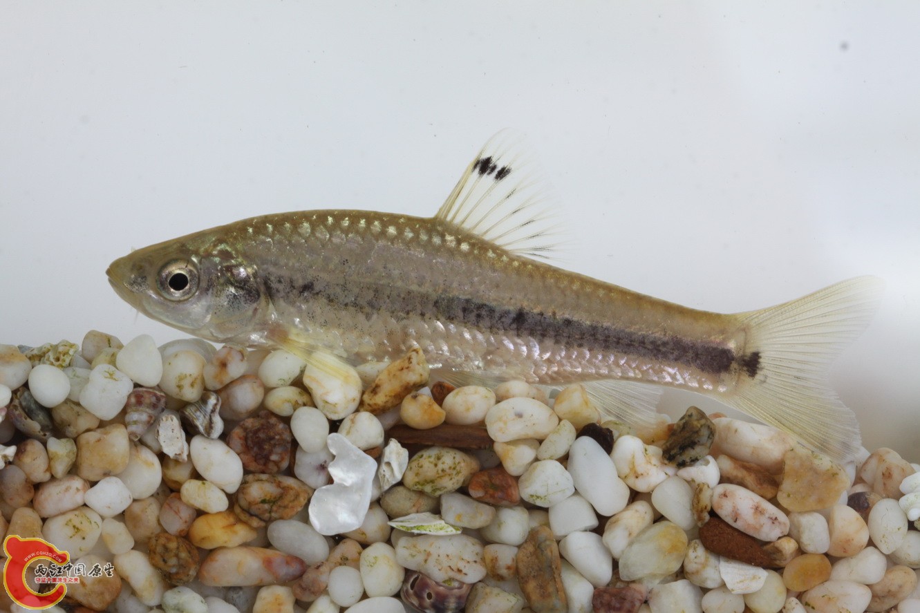 某颌须鮈吧，体色比较淡
