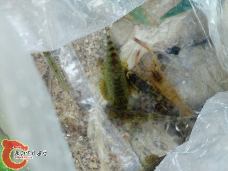 DSC01916.jpg