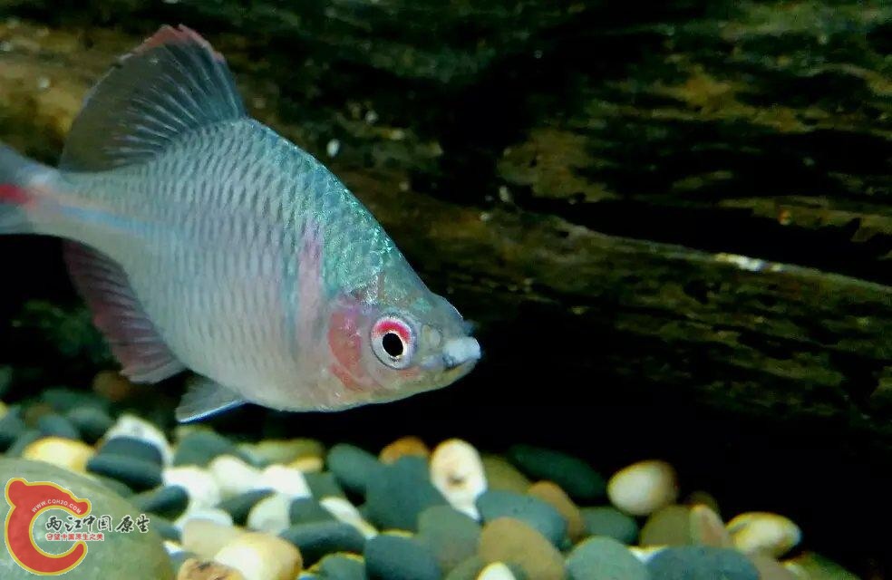 也许是应为天气开始凉了，鱼儿发色不怎么给力