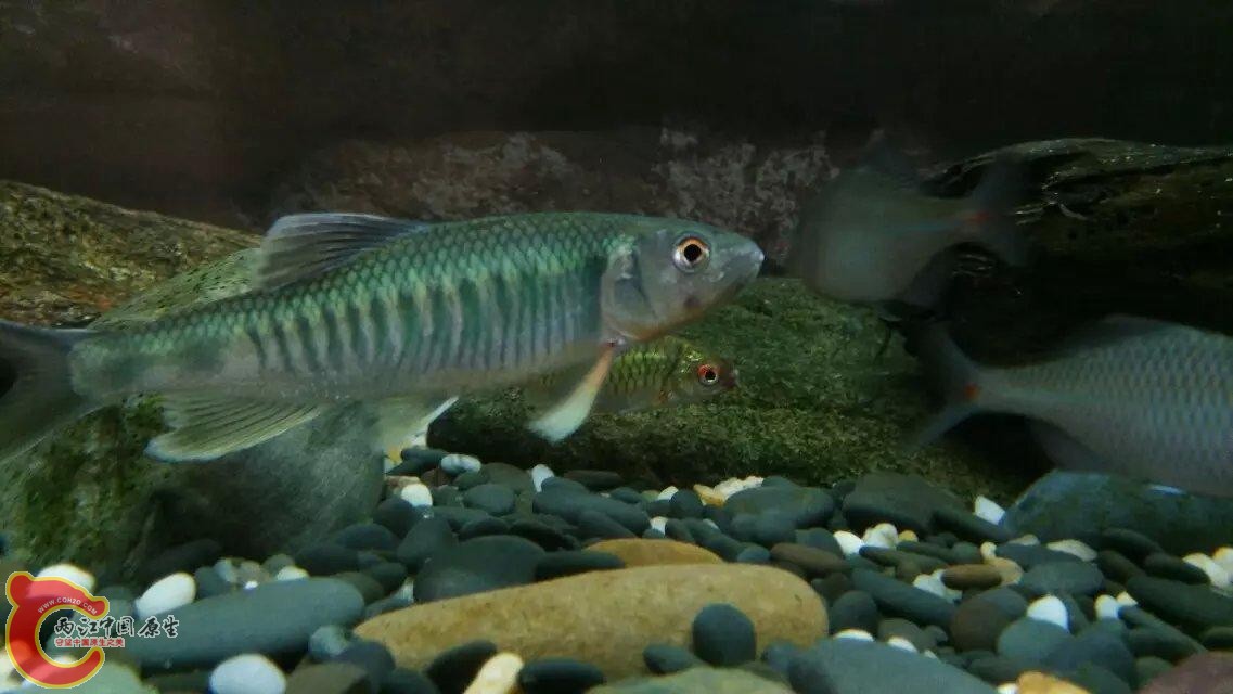 还是之前的马口，每天面包虫和红虫伺候，肥了不少