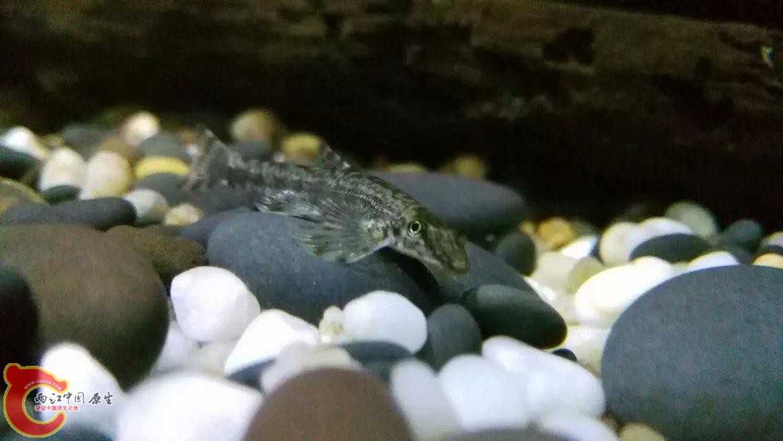 樱口也很能吃，每天肚子都饱饱的