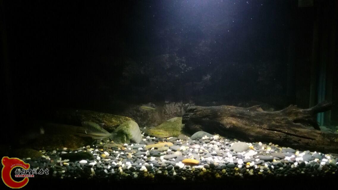 最后来一张全景