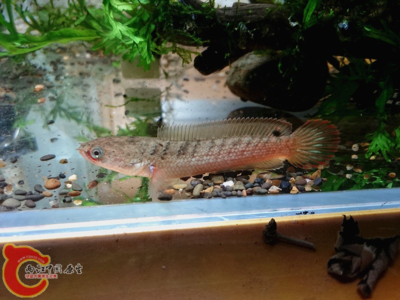 DSC_0081.JPG