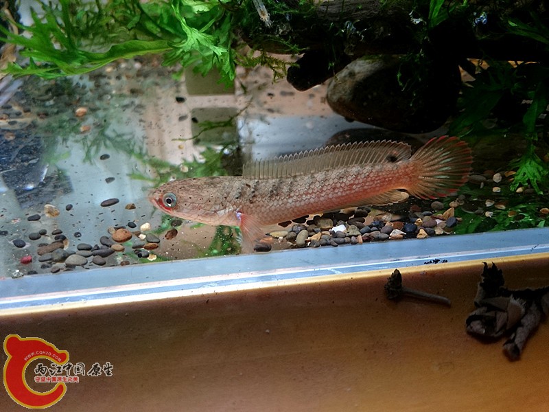DSC_0085.JPG