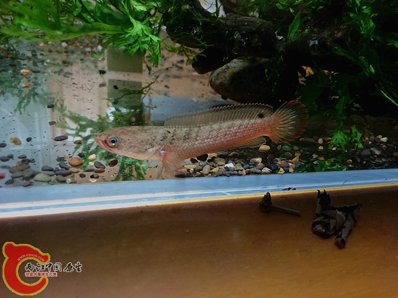 DSC_0090.JPG