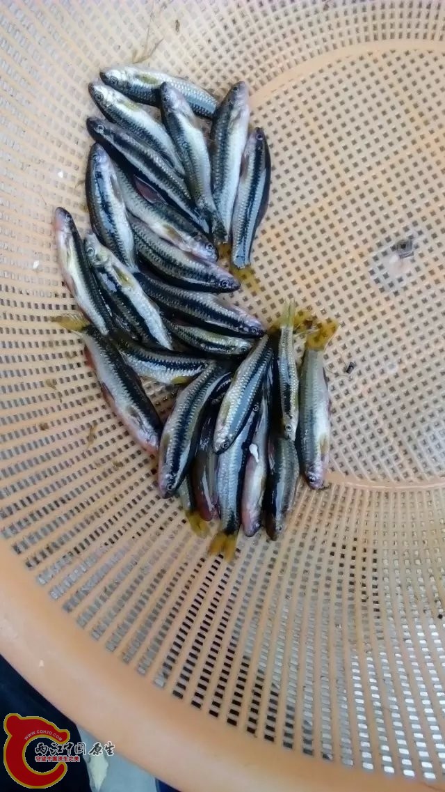小泉2.jpg