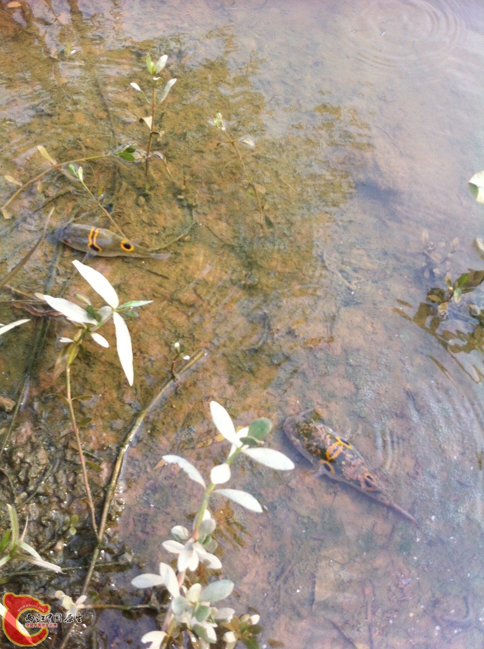 别人钓上来不要,放在岸上晒鱼干,我来放生吧.