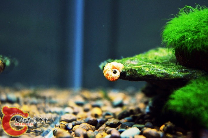 DSC_0005_1副本.jpg