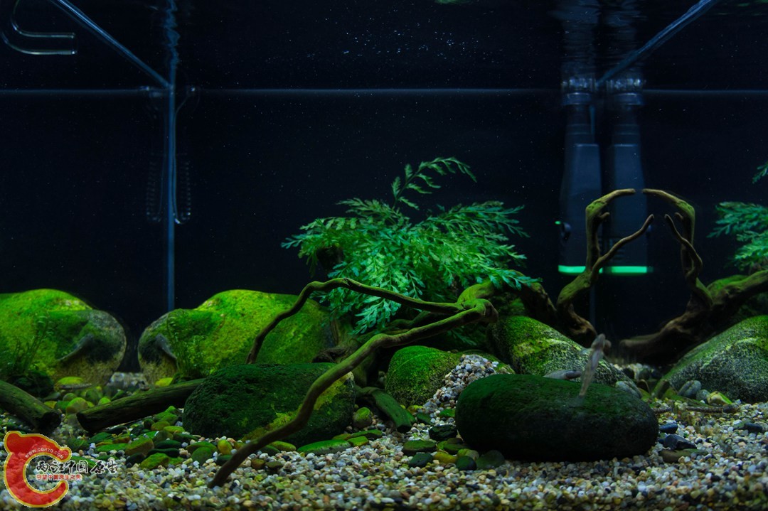 虾虎1.jpg