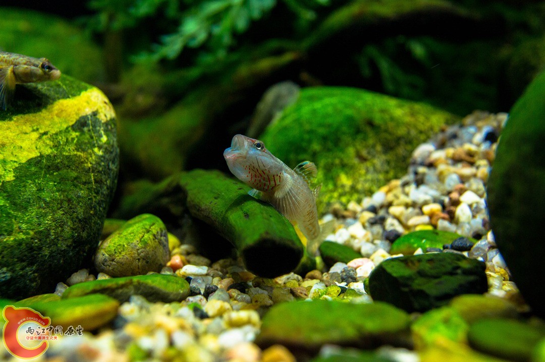 虾虎6.jpg