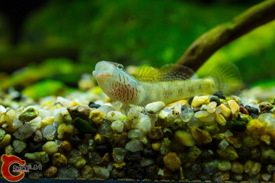 虾虎7.jpg