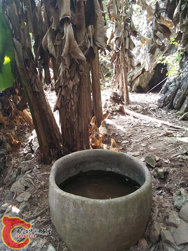 芭蕉后山鸡.jpg