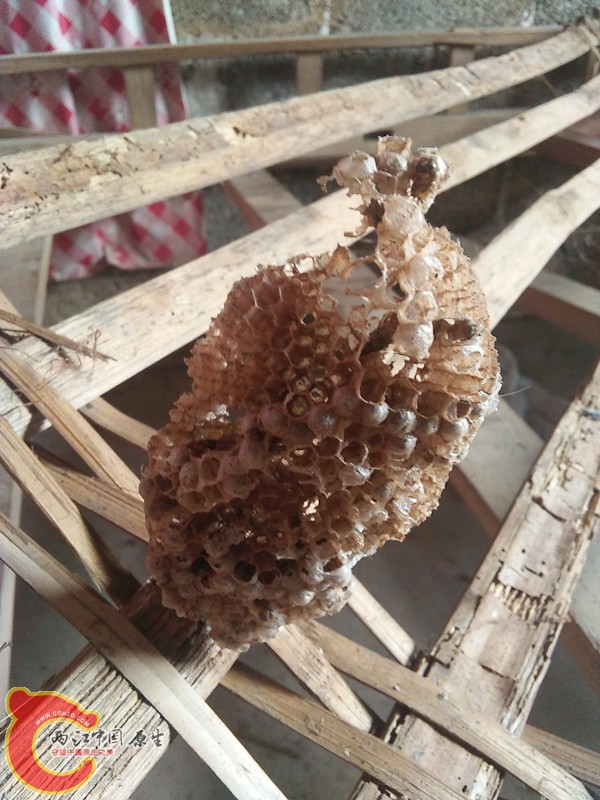 我床板下，今年的，已经飞走了
