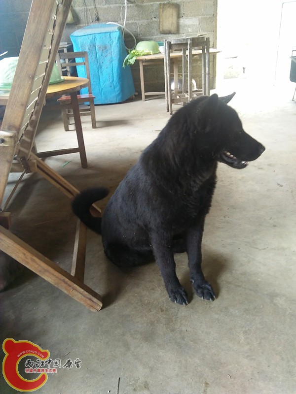 黑狗.jpg