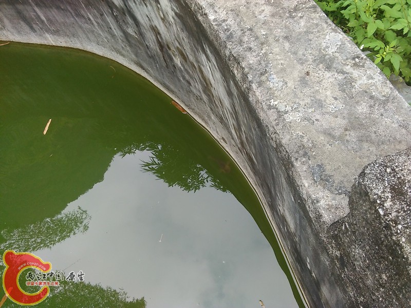 水池攀鲈.jpg