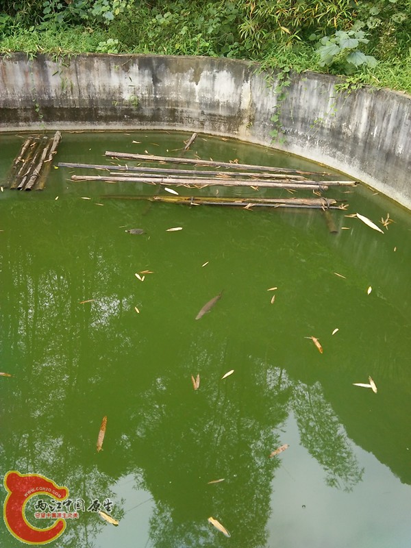 这样的水溶氧量高，鱼不浮头，太清澈鱼会浮头的