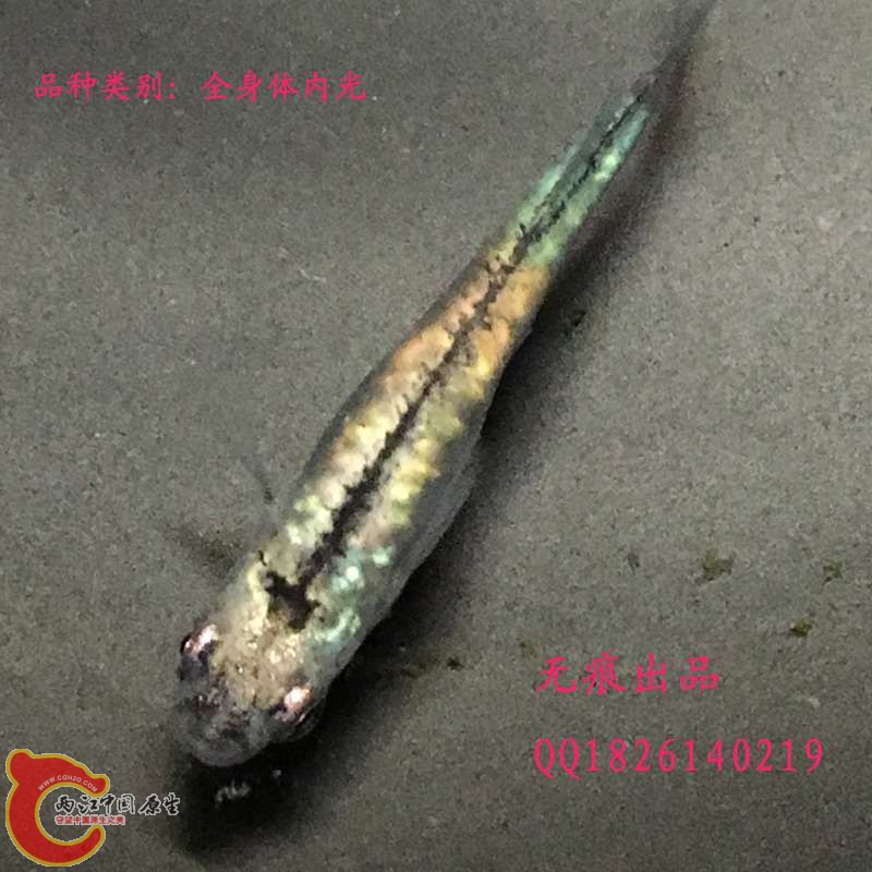 493affae60abd21b副本.jpg