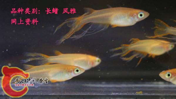 adoketa8472-img599x336-1446767278u57cds16790副本.jpg