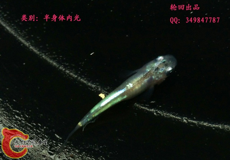 IMG_20151108_104254副本.jpg