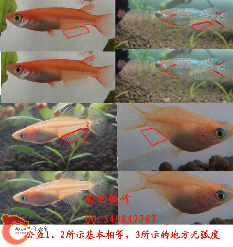 公.jpg