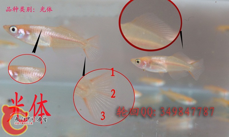 光体 (11副本.jpg