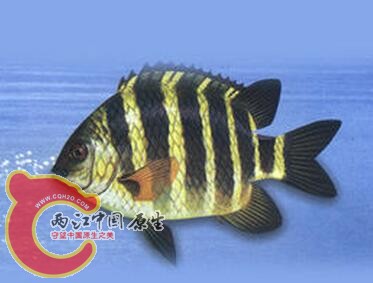 和这条七纹豆娘鱼很像,我的尾巴和肚子上的两鳞是透明的,七竖黑纹在鱼身部分