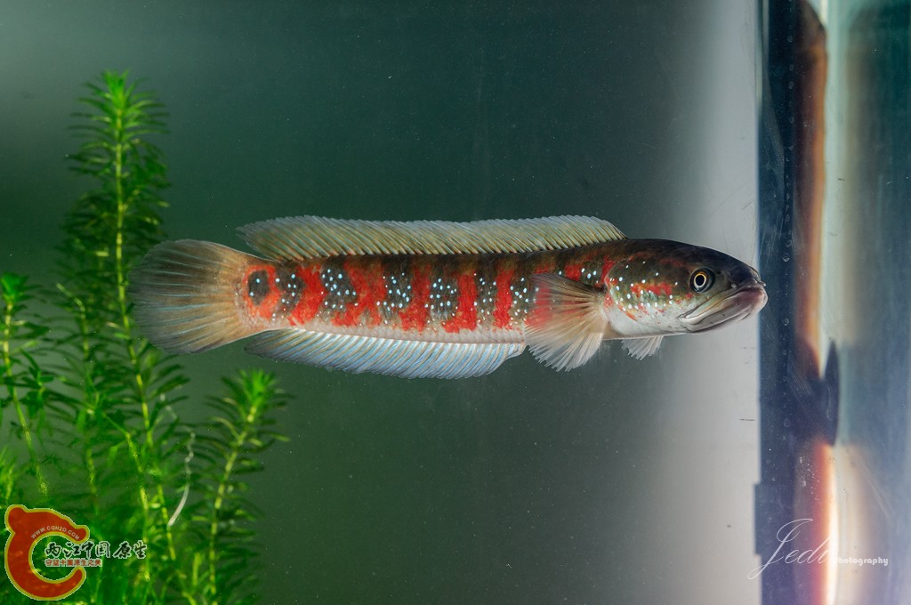 WD6_3092-编辑.jpg