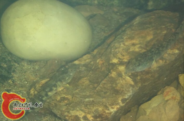 还有这个黑色的  是子陵吗