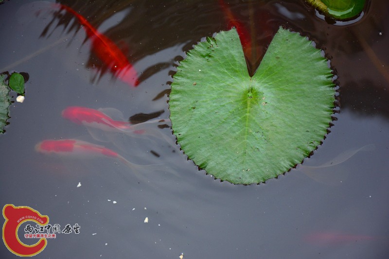 DSC_1415.JPG