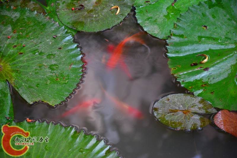 DSC_1422.JPG