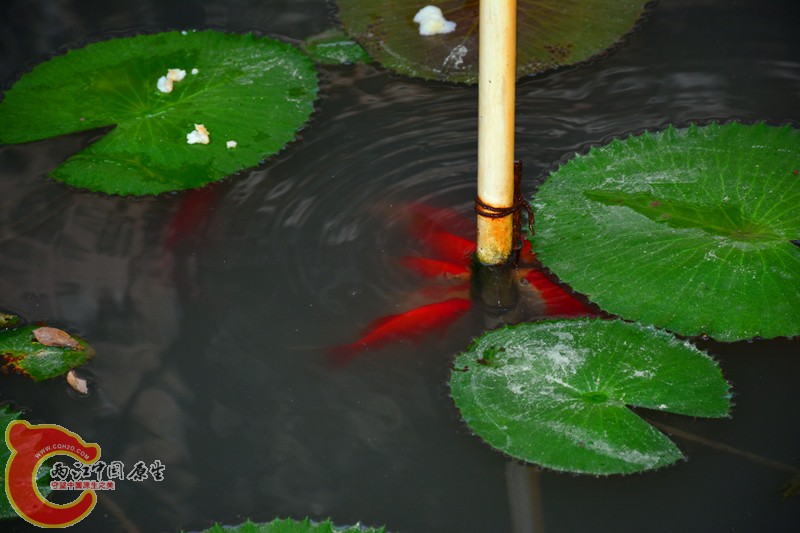 DSC_1431.JPG