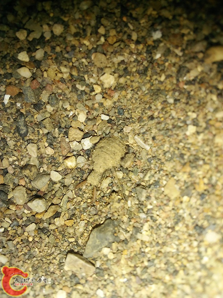 蚁狮开始钻土.jpg