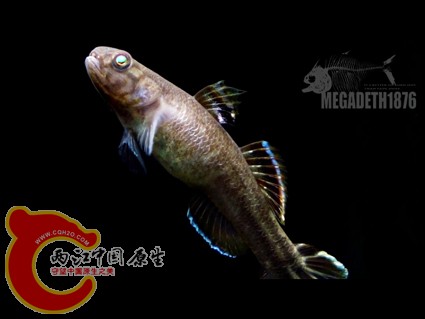 阿部鲻虾虎鱼 Mugilogobius abei