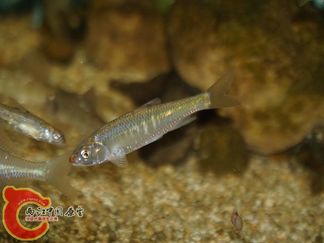 DSC02190调整后DSC02190.JPG