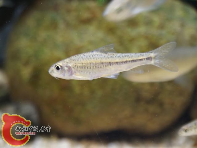 DSC02236调整后DSC02236.JPG