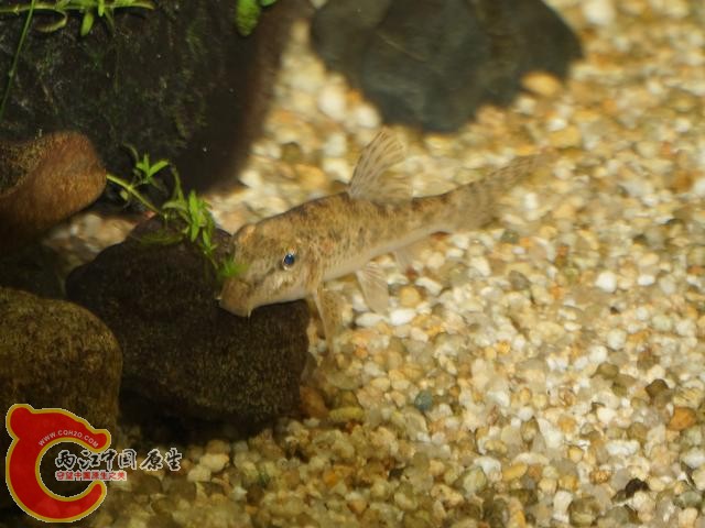 DSC02293调整后DSC02293.JPG