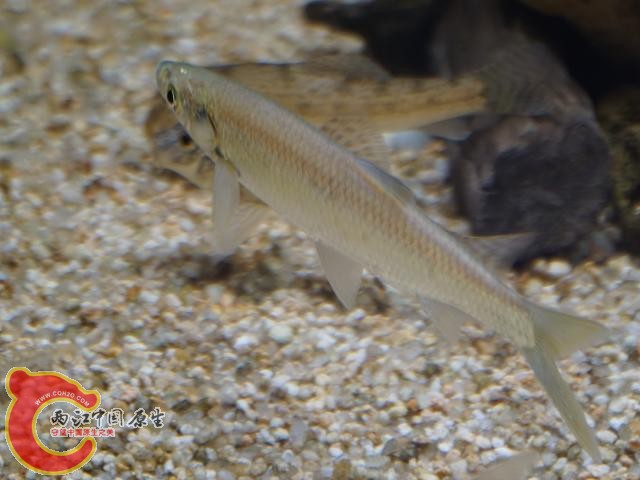 DSC02296调整后DSC02296.JPG