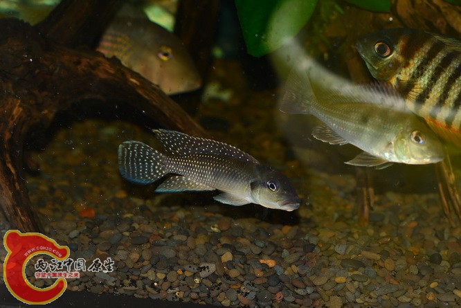 DSC_5946.jpg