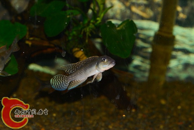 DSC_5948.jpg